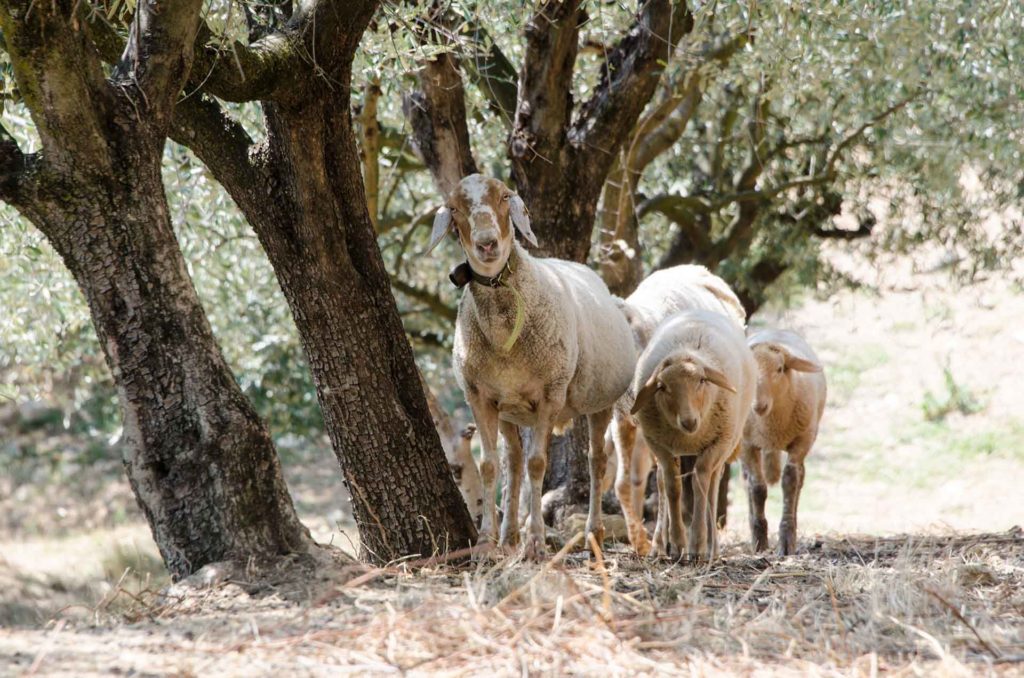 RAVAZZOL AMARONE DELLA VALPOLICELLA DOCG 2019