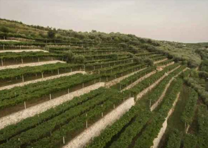 TEDESCHI AMARONE DELLA VALPOLICELLA DOCG Capitel MONTE OLMI 2013